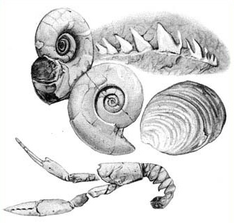 Museum, fossils, learning, camp, kids
