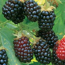 food, festival, local, chefs, plants, gardening, spring, music, native, crafts, wild, nanaimo
