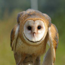 Owl, Raptor, Eagle, bird of prey, hawk, education, conservation, flying, demonstration, raptor centre, centre, falconry, courses, hawk walk, owl encounter, owl prowl, education, up close, tours, memberships, admission, 