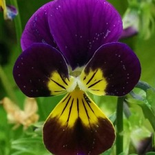 Herbal Medicine, Herb Garden, Herbal Studies