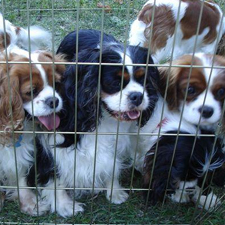Cavalier, king, charles, dog, walk, carnival, fun, parade,