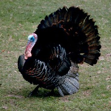 save-a-turkey, thanksgiving