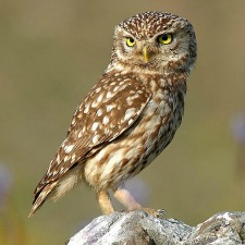 bird, nature, wildlife