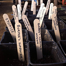 gardening, garden, tomato, vegetable, farm, farming, workshop, local