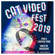 film, animals, cats, video, festival