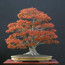 tree,pot,bonsai,free,show,willow point,sybil andrews cottage,30 june