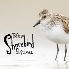 tofino festival, tofino events, events, tofino, BC, birds, birding, shorebird, talk, lectures, education, raincoast education society, jess findlay