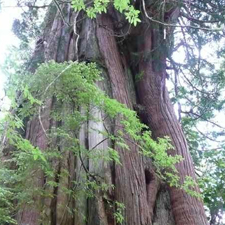 Clayoquot, Tofino, trees, environment