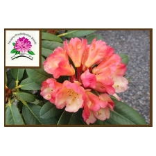 plants, garden, home, local, rhodo, rhododendron, Mothers Day,