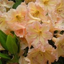 Rhododendron