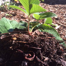 compost, worms, gardening, agriculture, permaculture, plants, ecology, biology,