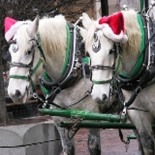 christmas, trolley, horses, tour