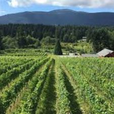 Yoga, Winery, Chateau Wolff