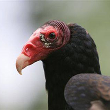 Vulture