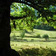 outdoors, country, meadow, rural