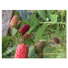 Growing good food