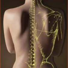 Spine, Autonomic Nerve System, chiropractic, adjustment, health, healing, wellness, wellbeing, vitality