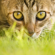 pets, cats, summer