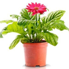 plan,t sale, perennials, vegetables, shrubs, 