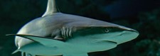 sharks, Royal BC Museum, ocean, marine biology, education