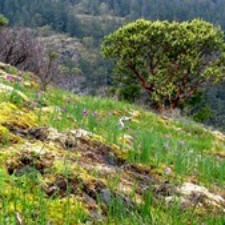 moss, hill, tree, landscape, nature
