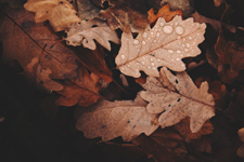 workshop, yoga, retreat, writing, Ayurveda, seasonal food, 