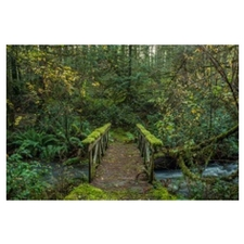 Creek, trail, hike, nature, walk, park