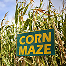 mcnabs, pumpkins, halloween, fun, maze, family