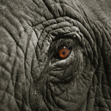Elephants, walking, walking safari, africa, kenya, adventure travel