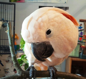 We Support Parrots and Their People