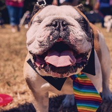 bull dog, pride, gay