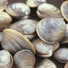 manilla calms, deerholme farm, local food, vancovuer island