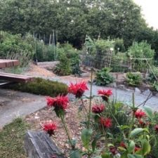community gardens, gardens, fundraising, plants, music