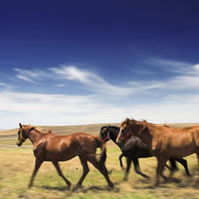 animals, farm, horse, horses, pets, riding, dressage, cowboy