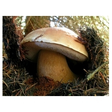 mushroom, bolete, porcini, cep, fungi, forest, boletus