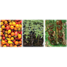 garden, farm, grow, seed, planting, Sooke, workshop, hand-on, on-farm, learn, sustainability, self-sufficiency, organic, heirloom, tomato