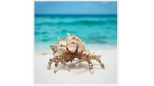 Beading, Coastal, Crab, Crafts, Lost Arts Club
