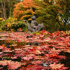 maple, fall