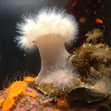 Discovery Passage Aquarium, Campbell River, fun, family, fish, educational 