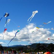 kites, family, display, art