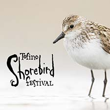 tofino event, raincoast education society, birding, birds, shorebirds, education, environment, tofino bc, festival and events, tofino festival and events, sandpipers, 