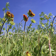 blue sky, daisies, field, wild, flowers
