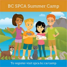 animals, summer, camp, dog, cat, pet, kid, child, children, SPCA, activity, rabbit, bunny