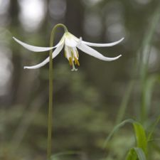 park, hike, walk, nature, spring, wildflowers
