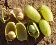 pulses seedy saturday power of pulses 