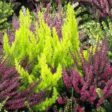 heather, calluna vulgaris, gardening