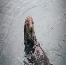 Otter, oyster, ocean, museum, science, nature, ecology 