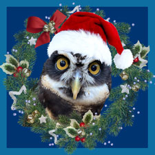Christmas, holidays, wildlife, owls, raptors, winter break