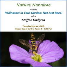 nature nanaimo, Staffan Lindgren, pollinators