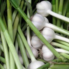 Garlic